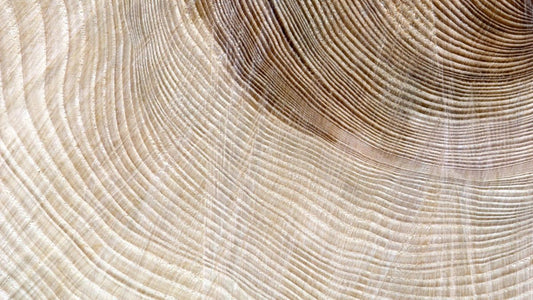 a cross section of a tree stump showing the tree's growth rings.